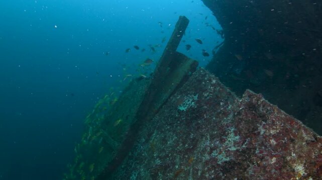 School of Snappers Swimming Along Rusty Shipwreck, Colombo Sri Lanka