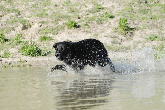 Active pet lifestyle, black dog leaping and splashing into pond water