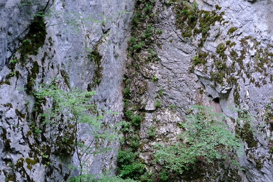 Close up of rock crevice with moss and vegetation growing in stone crack
