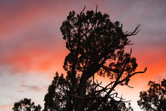 Vibrant sunset seen through trees at Mesa Verde National Park, Colorado