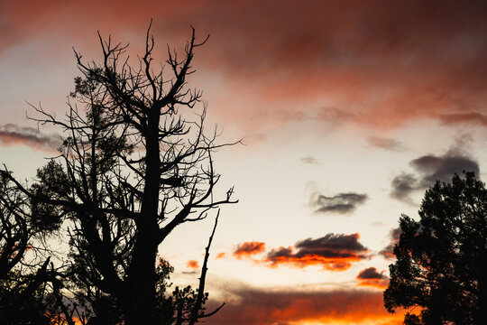 Vibrant sunset seen through trees at Mesa Verde National Park, Colorado