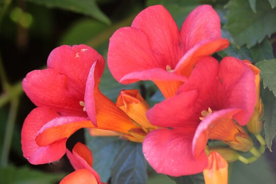 Campsis