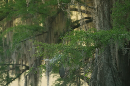 Great Blue Heron flying through cypress trees and Spanish moss at Caddo Lake