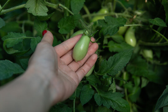 Close-up of a hand gently touching an unripe green tomato on the vine surrounded by lush tomato leaves in a garden.