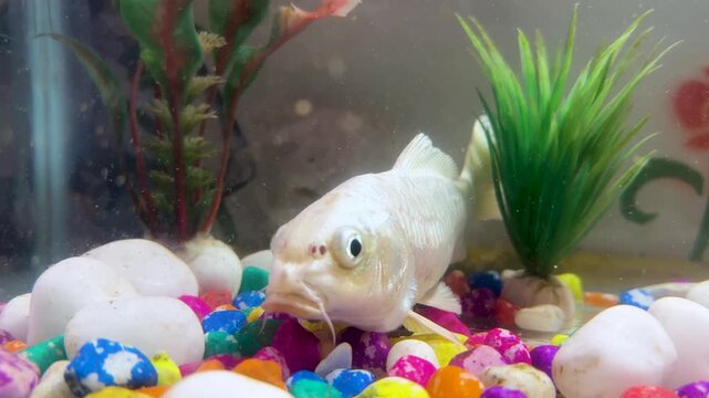 White koi fish resting on colorful decorative gravel in home glass aquarium tank closeup.