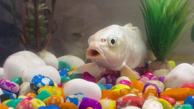 White koi fish breathing inside aquarium filled with colorful gravel stones.