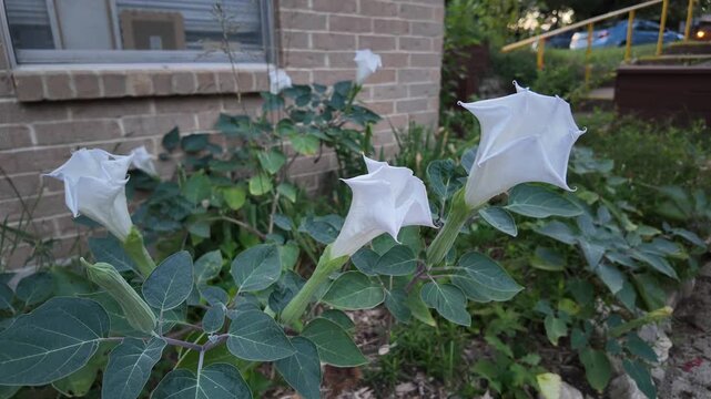 White moonflowers blooming in backyard garden at dusk time lapse