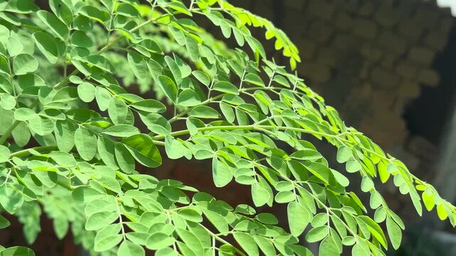 Moringa oleifera leaves swaying in gentle wind outdoors close up view.