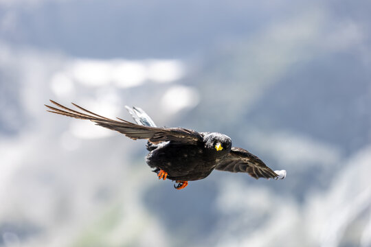 Black alpine chough bright yellow beak orange claws flies wide wings against alpine mountain background. Detailed feathers motion clear daylight show graceful flight in high altitude natural habitat