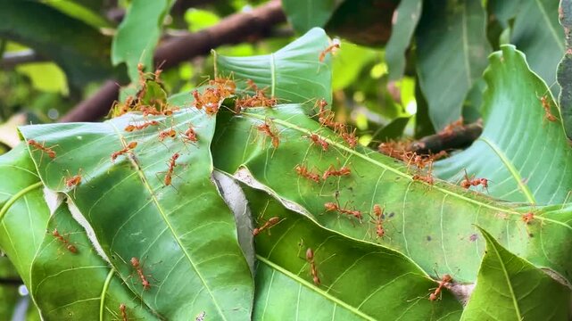 Weaver ants working together to build a nest out of green leaves on tree branch in sunlight.