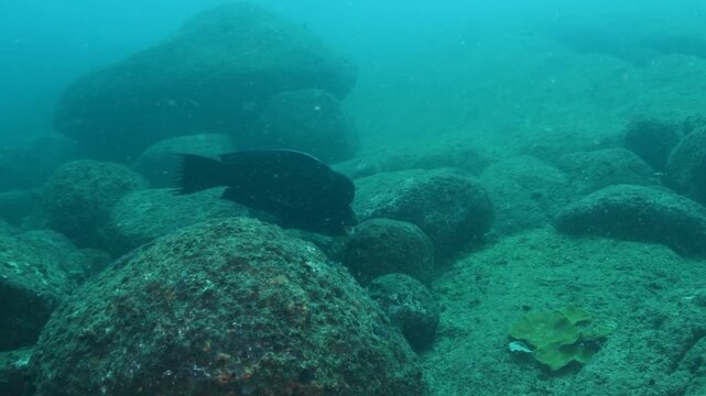 Bumphead Parrotfish Searching for Food on Rocky Reef Sri Lanka