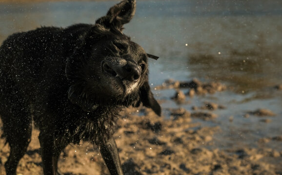 Action shot of a black dog shaking off water by a pond outdoors