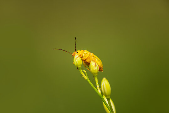 Macro of yellow pumpkin beetle (Aulacophora femoralis) on a green stem with flower buds. Natural bokeh background, wildlife insect