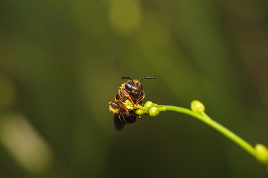 Macro of a wild sweat bee (Lipotriches) collecting pollen on green plant buds. Natural soft bokeh background, detailed wildlife photography