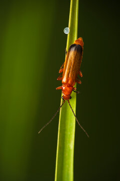 Macro of common red soldier beetle (Rhagonycha fulva) on a green grass blade near a glowing water dew drop. Detailed wildlife photography background