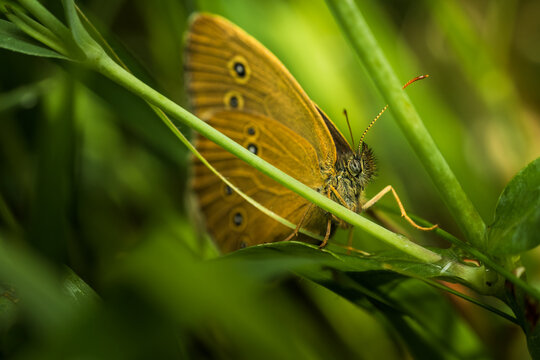 Macro of a false ringlet butterfly (Coenonympha oedippus) resting on green grass blades. Detailed wildlife photography with soft natural background