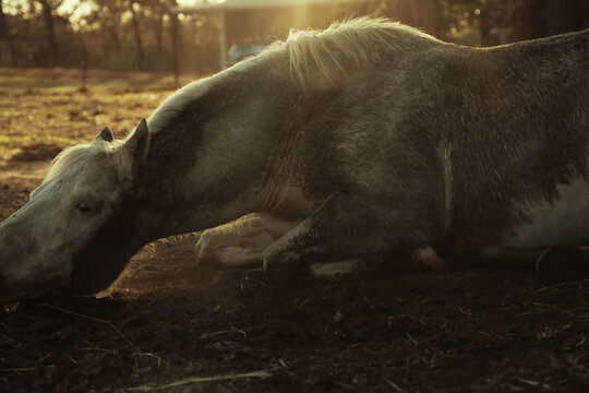Horse taking a dust bath in a farm field at sunset