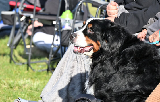 Big Dog at the Baseball Game
