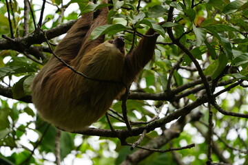 Fototapeta premium Wild sloth hanging from a tree branch on a university campus in San Jose, Costa Rica, showing tropical urban wildlife in a green natural setting.