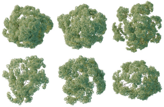 Set of  Sapindus mukorossi tree plan, top view, cutout, transparent background, isolate, Six different views of lush green trees with detailed foliage