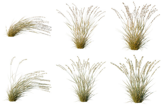 Set of Bouteloua curtipendula tree, elevation, front view, cutout, transparent background, isolate, 3D Rendered Ornamental Grass Clumps - Perfect for Landscaping Visualizations and Design Elements