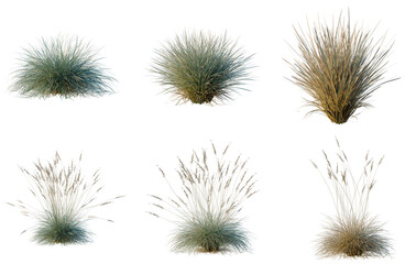 Obraz premium Set of Helictotrichon sempervirens tree, elevation, front view, cutout, transparent background, isolate, Collection of ornamental grasses, close-up view for landscape design and gardening projects.