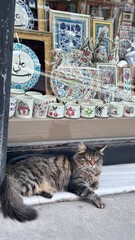 cat © Viktoriia