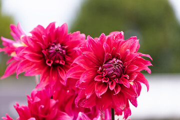 Vibrant deep pink dahlia flowers blooming with large layered petals in the autumn garden as a beautiful natural background