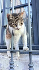 cat on the window © Viktoriia