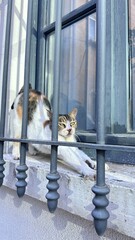 cat in the window © Viktoriia