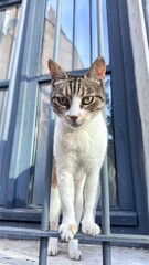 cat on window © Viktoriia