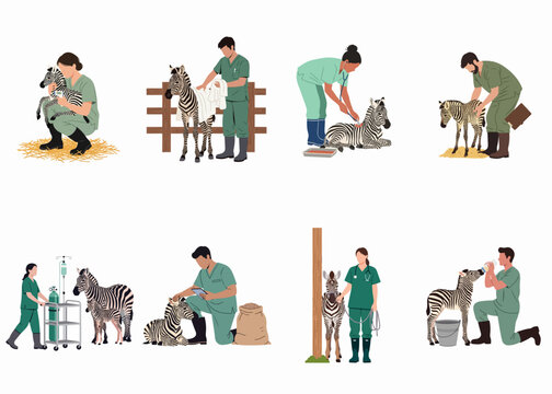 Collection of Illustrations Showing Veterinarians and Wildlife Experts Caring for Zebras and Foals, Including Medical Checkups, Feeding, and General Healthcare.