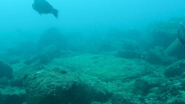 Small Group of Bumphead Parrotfish Swimming Above Rocky Reef in South Sri Lanka
