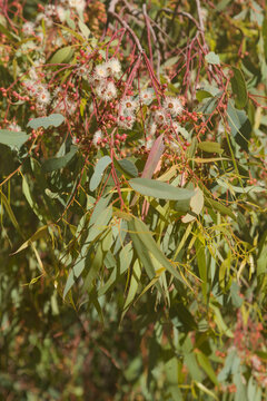 Flora of Gran Canaria -  Eucalyptus camaldulensis, introduced species, flowering
