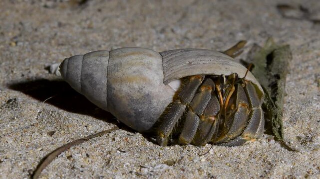 Macro video of land hermit crab walking on sandy beach in Sri Lanka