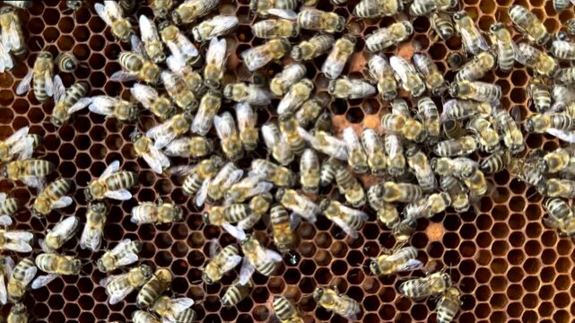 Abstract Natural Background Of Honey Bees On Honeycomb Structure