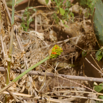 Flora of Gran Canaria - Dracunculus canariensis, endemic to the Canary Islands and Madeira,  fruit
