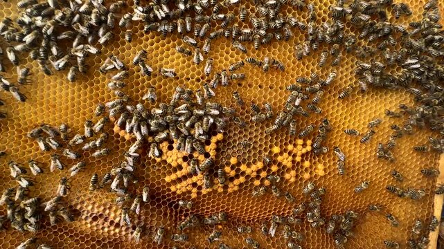 Beekeeping Concept: Worker Bees In A Hive On Honeycomb Frames