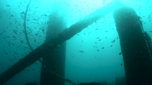 Sierra Wreck Surrounded by Thousands of Schooling Fish in Dramatic Underwater Silhouette Against the Sun in Coron Philippines