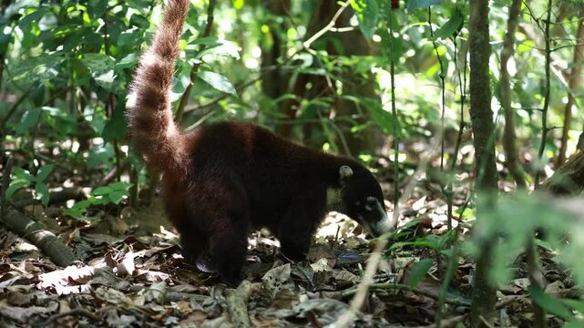 White Nosed Coati foraging in Corcovado National Park, Costa Rica