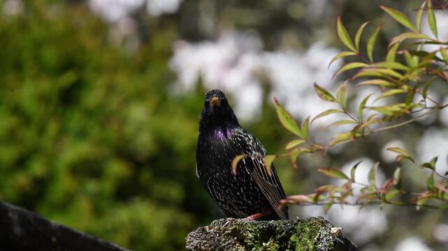 The captivating charm of a European Starling (*Sturnus vulgaris*) perched calmly on a moss-covered log. 