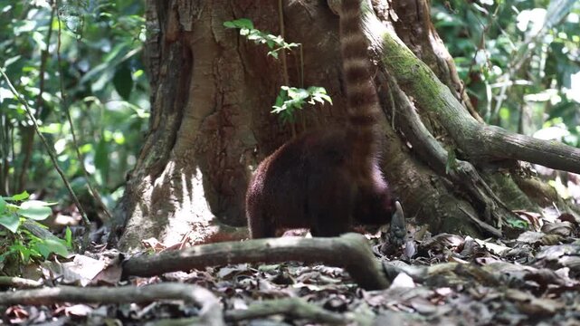 White Nosed Coati foraging in Corcovado National Park, Costa Rica