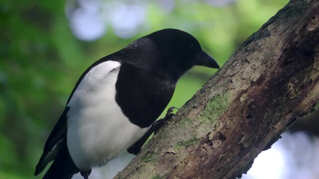 The bird appears calm as it perches on the branch of a large tree, which displays a natural bark texture and traces of green moss.