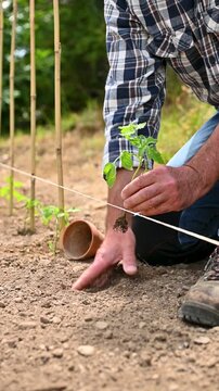 Close up of farmer's hands planting tomato seedling in soil in organic field. Garden work in spring. Traditional agriculture. Footage.