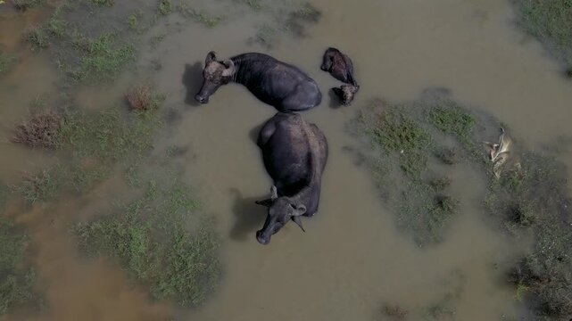 Aerial Top Down View of Water Buffaloes in Swamp Wetlands of Yala Sri Lanka