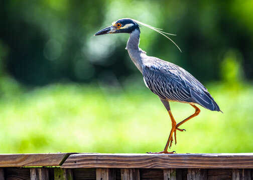 Yellow-crowned Night Heron walking along a handrail over the lake at Cullinan Park in Sugar Land, Texas