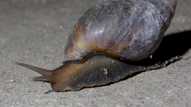 Macro Snail Slowly Crawling Across Sandy Beach