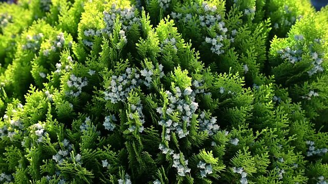 Close-up of lush green thuja branches with small white cones gently moving in sunlight. Natural evergreen texture, ideal for landscaping, gardening, parks, nature, and background footage.