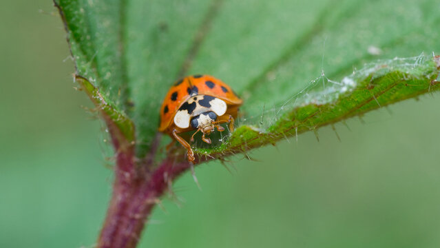 Isolated close-up of a Asian ladybug on a stinging-nettle looking at you | Harmonia axyridis