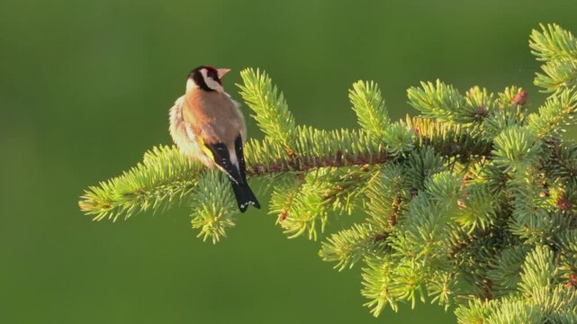 A European Goldfinch (*Carduelis carduelis*), with bright plumage and a distinctive red mask, is perched on the branch of an evergreen tree.